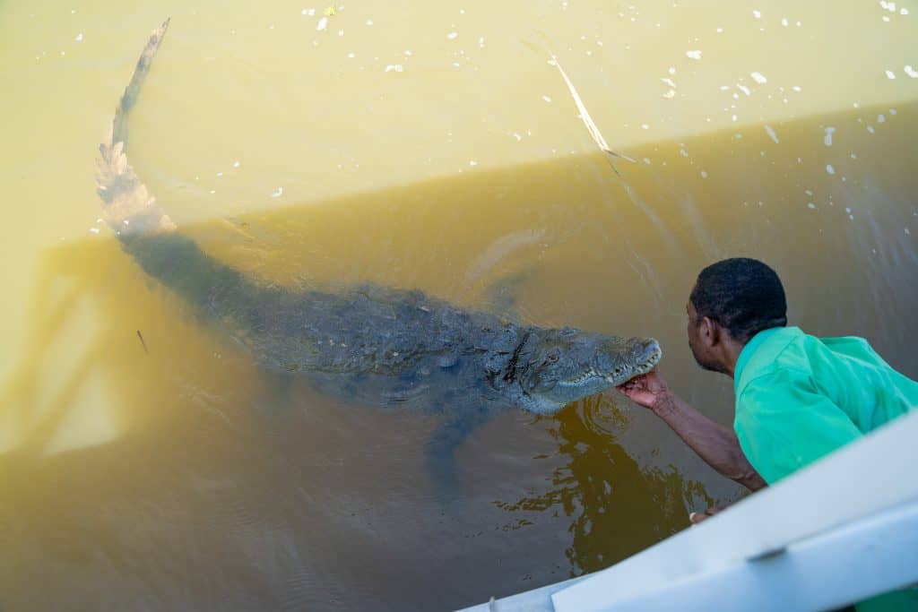 Trip Search Result 32 Black River Safari 1