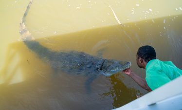 Black River Safari 1