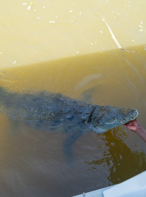 Black River Safari 1