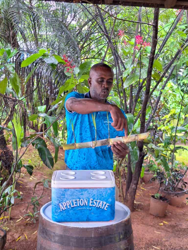 Epic Appleton Estate Rum Tour: Jamaica’s Finest Rum Experience! 3 Appleton Estate Rum Tour